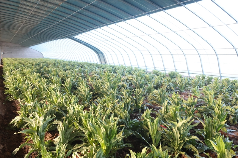 一年三茬接力轮作　甘肃临泽“蔬”写百万增收路