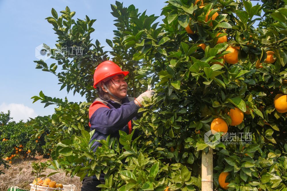 12月8日，江西省遂川县泉江镇大桥村“聚满源”农林综合生态园里， 农民在脐橙基地采摘脐橙。