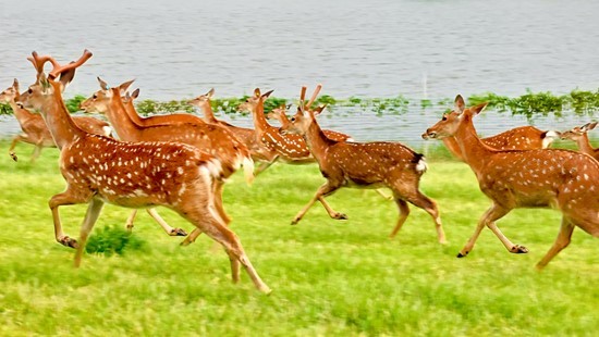 萌宠当家，花海为伴！广州马岭植物园成亲子露营打卡新热点