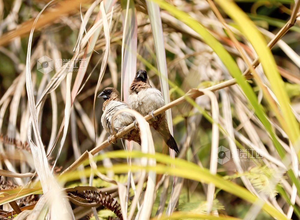 白腰文鸟时而欢快觅食，时而栖息枝娅间嬉戏，构成一幅和谐美丽的生态画卷。