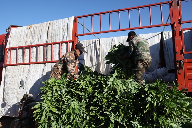 一年三茬接力轮作　甘肃临泽“蔬”写百万增收路