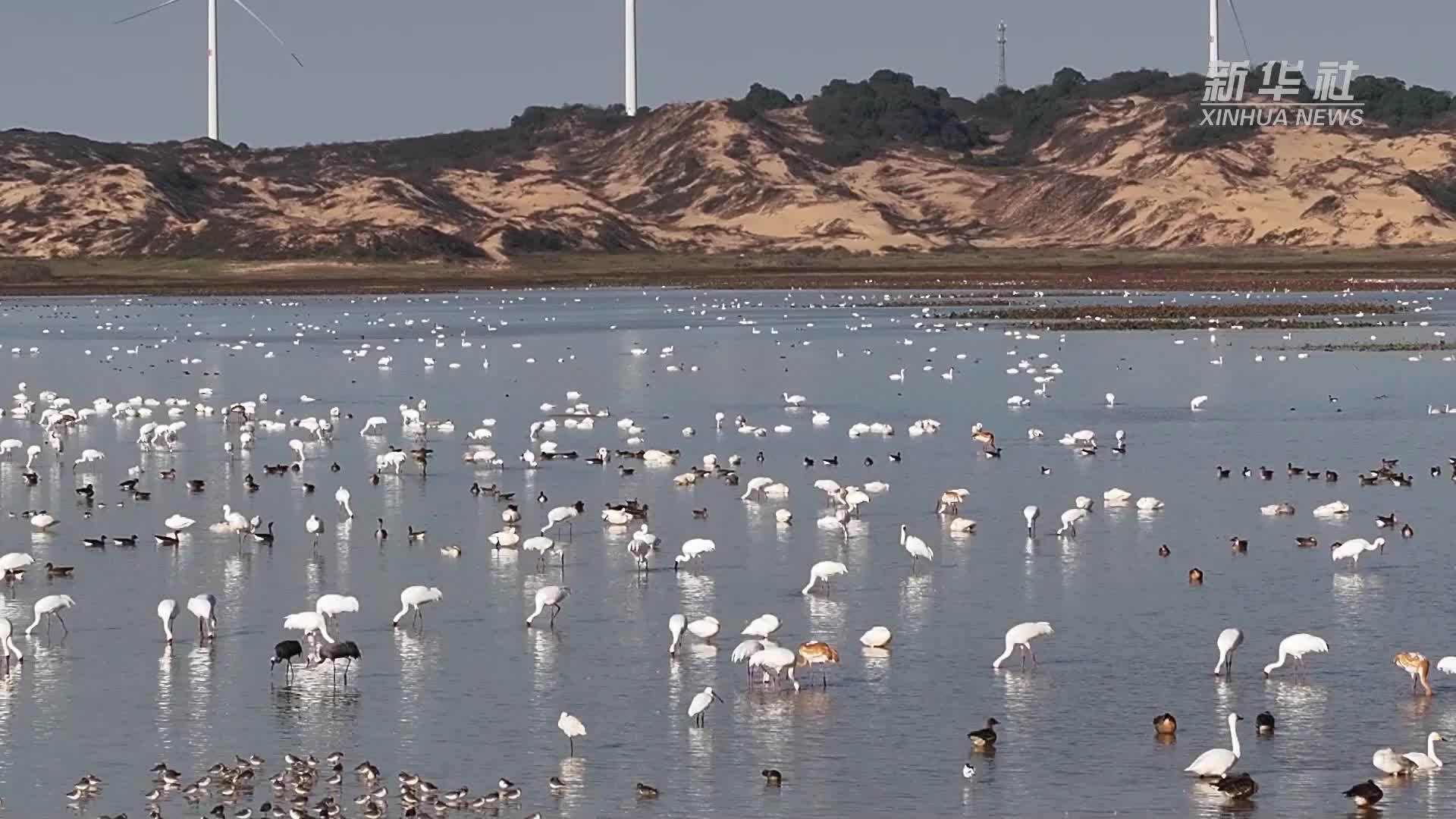 鄱阳湖迎来候鸟越冬高峰