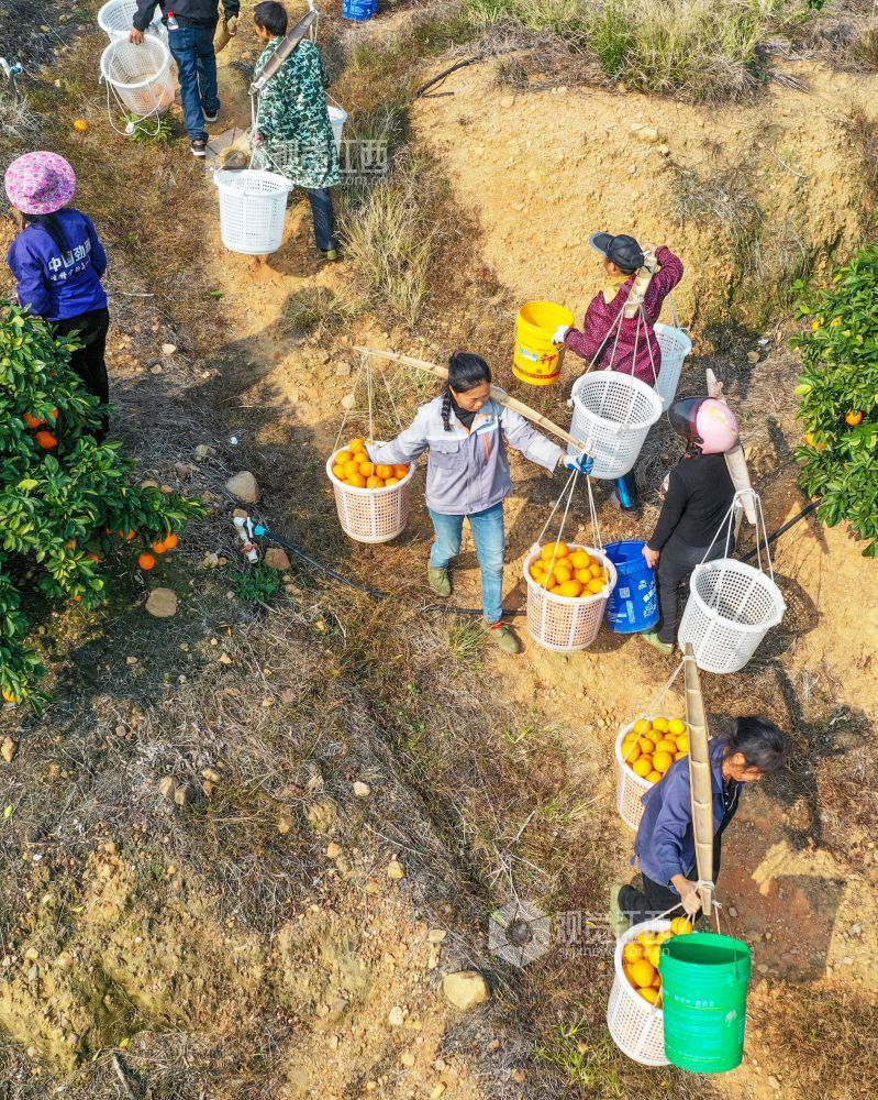 12月8日，江西省遂川县泉江镇大桥村“聚满源”农林综合生态园里， 农民在脐橙基地采摘脐橙。