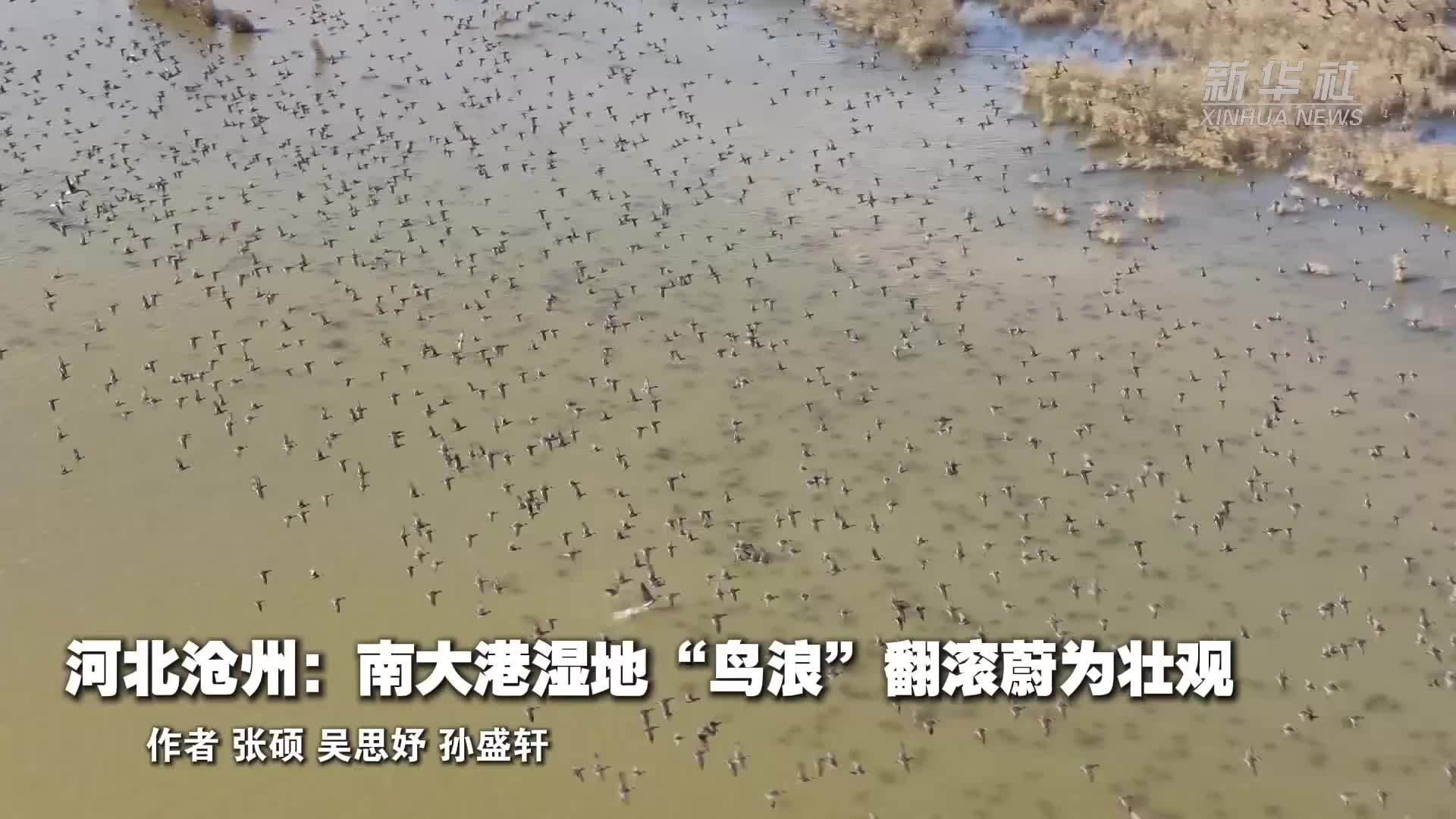 河北沧州：南大港湿地“鸟浪”翻滚蔚为壮观