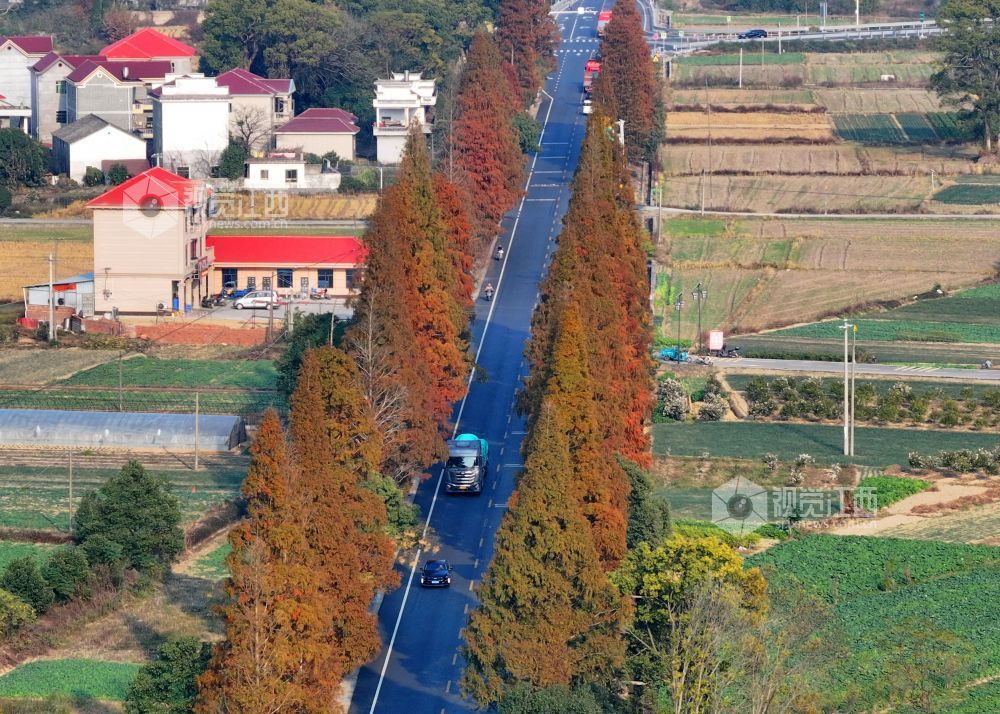 12月7日，江西省吉安市泰和县苏溪镇模山村四好农村公路，泛黄的行道树与笔直的柏油路相映成景，壮美如画。