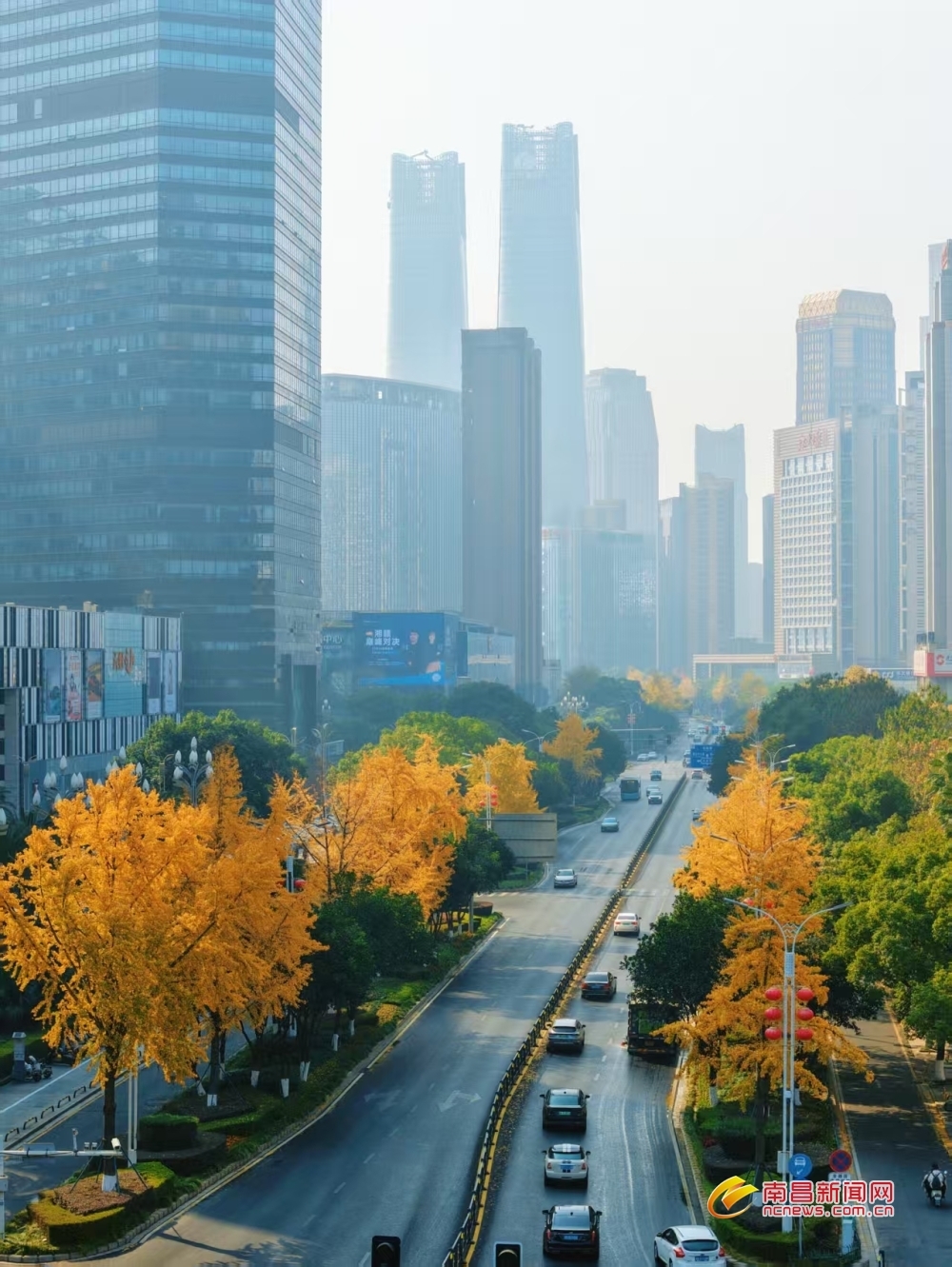 南昌：银杏金黄入画来（图）