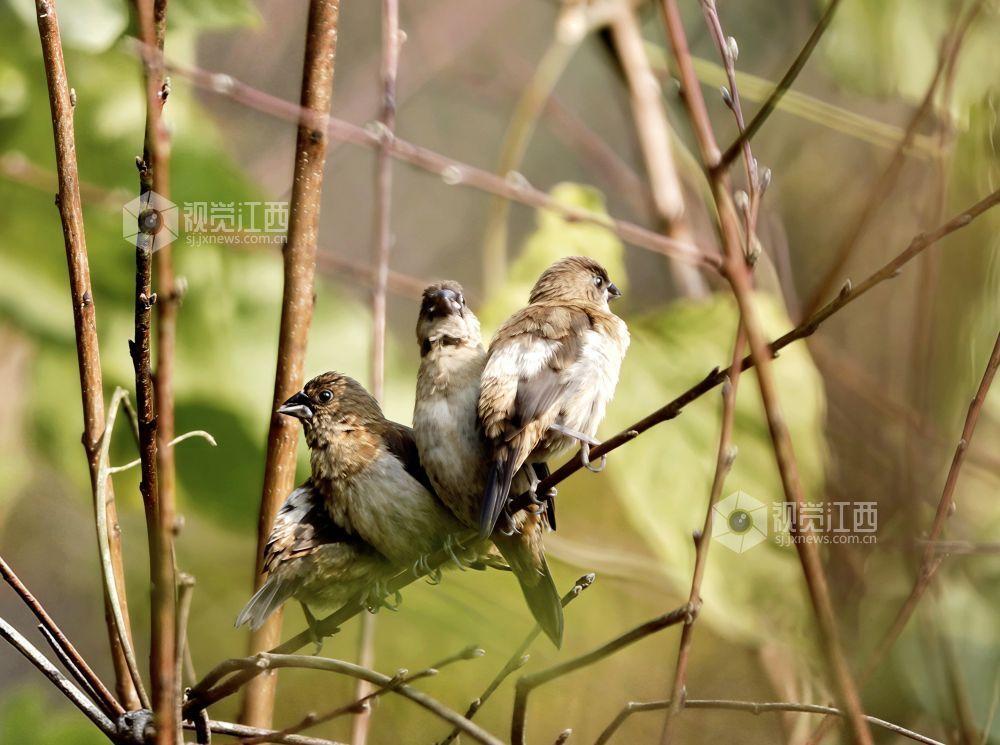 白腰文鸟时而欢快觅食，时而栖息枝娅间嬉戏，构成一幅和谐美丽的生态画卷。