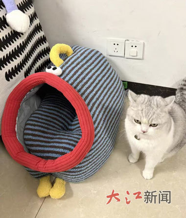 刘先生为爱宠购买的加热猫窝。