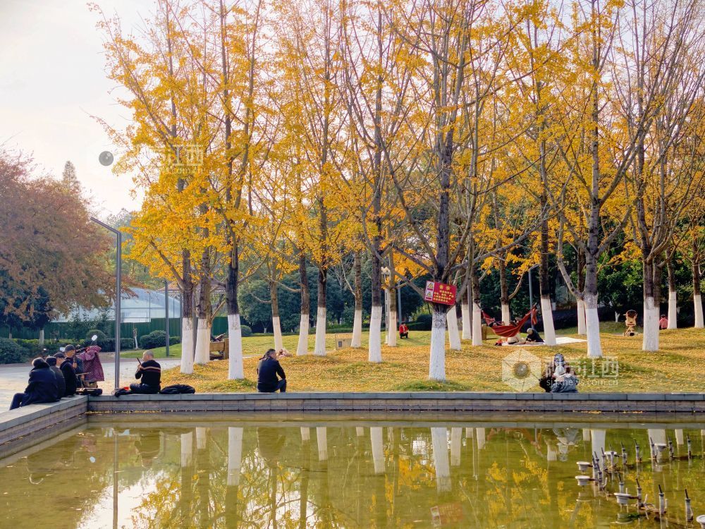 2025年12月6日，江西省分宜县钤山公园内，大小银杏树整齐排列，叶片在阳光的映照下闪烁着温暖的金色。慕名而来的游客和市民漫步其间，或驻足拍照，或与家人在落叶间嬉戏，尽享冬天的浪漫与惬意。