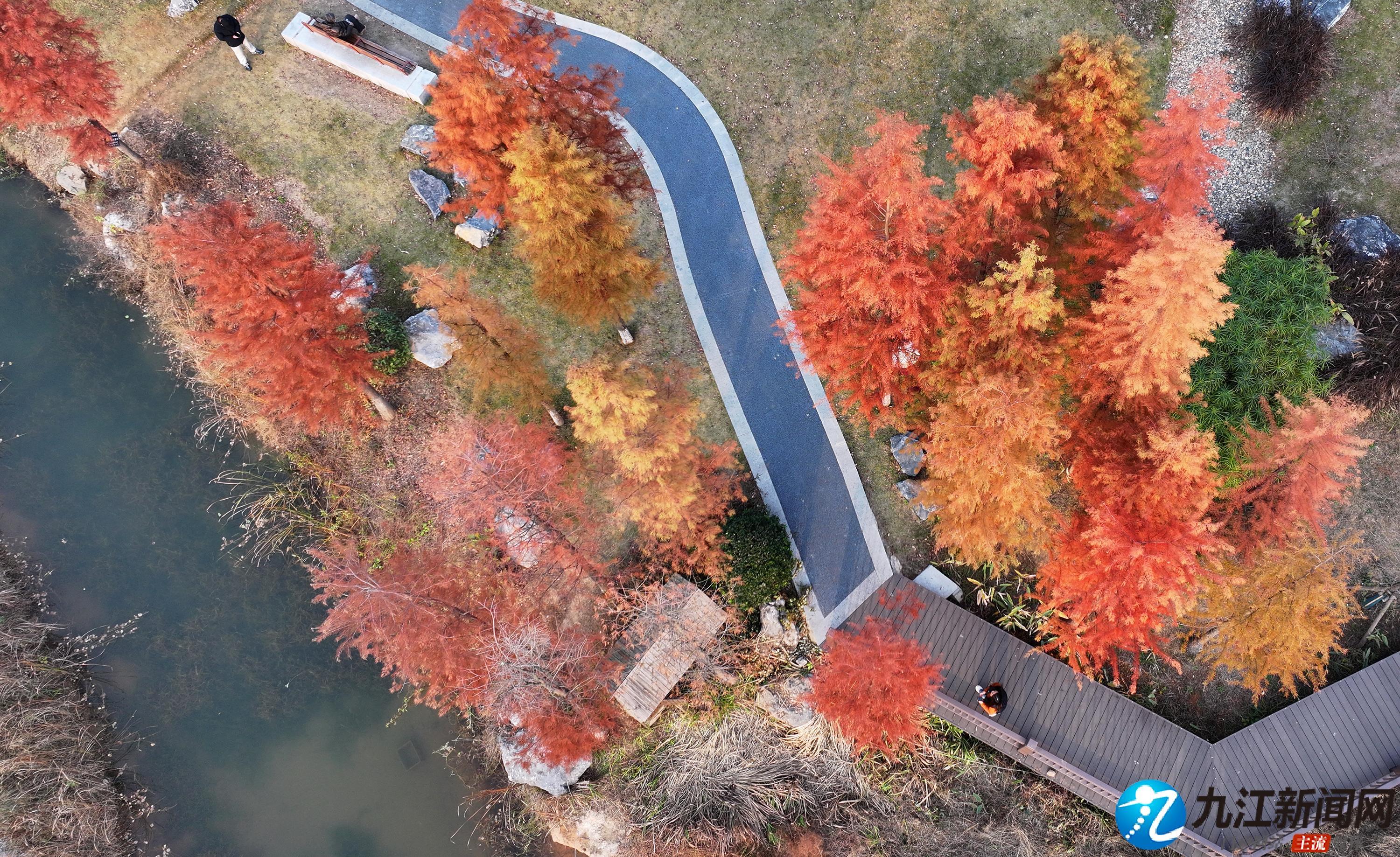 九江：水杉换红装 冬景美如画（图）