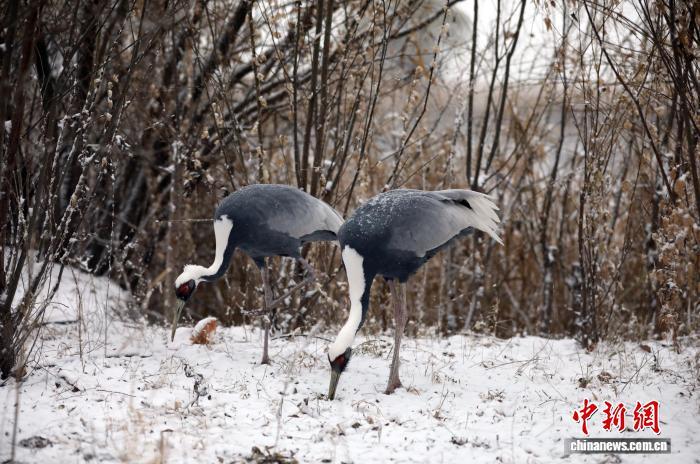 “京津冀最美湿地”衡水湖:银装素裹候鸟嬉雪