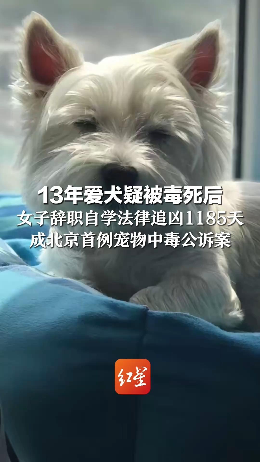 13年爱犬疑被毒死后 女子辞职自学法律追凶1185天 成北京首例宠物中毒公诉案 9次延审后将迎宣判