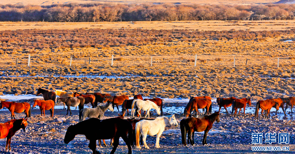 冬日里，在祁连山北麓的山丹马场，成群的骏马在金色的草原上安静觅食，犹如一幅美丽画卷。新华网发（王将　摄）