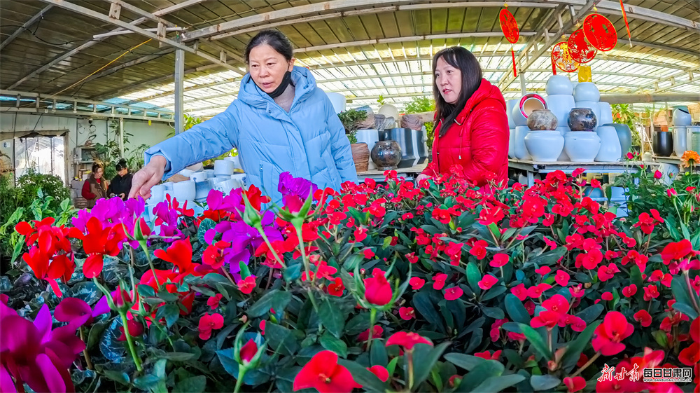 寒冬时节敦煌百花绽放引客来