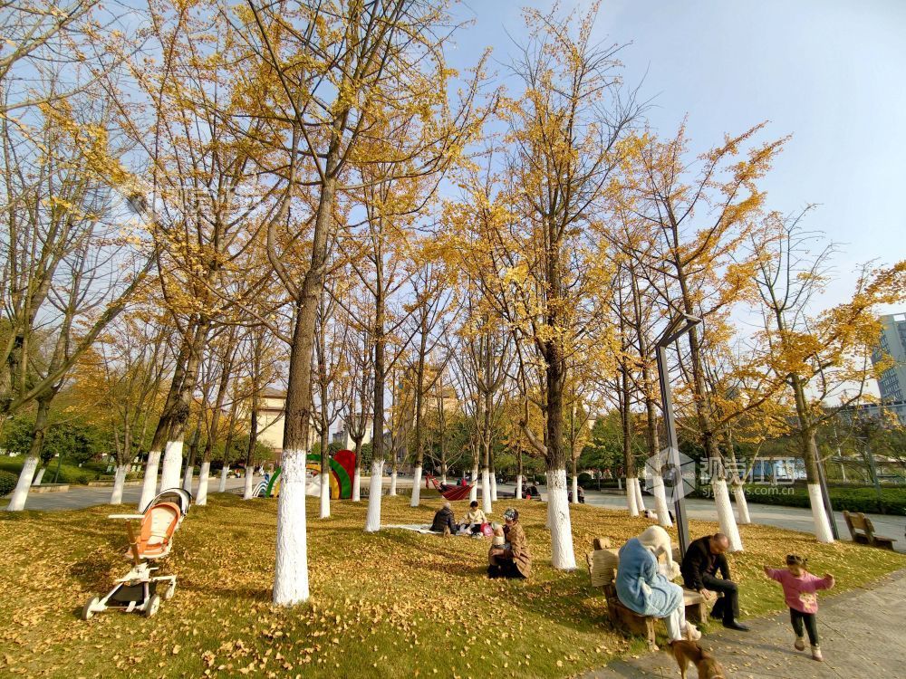 2025年12月6日，江西省分宜县钤山公园内，大小银杏树整齐排列，叶片在阳光的映照下闪烁着温暖的金色。慕名而来的游客和市民漫步其间，或驻足拍照，或与家人在落叶间嬉戏，尽享冬天的浪漫与惬意。