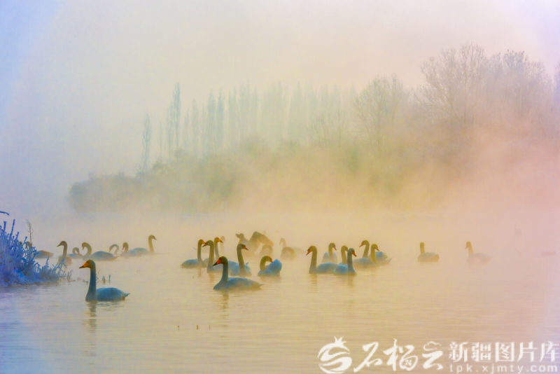 天鹅在伊宁县英塔木镇夏合勒克村天鹅泉湿地公园游弋。闫杰摄
