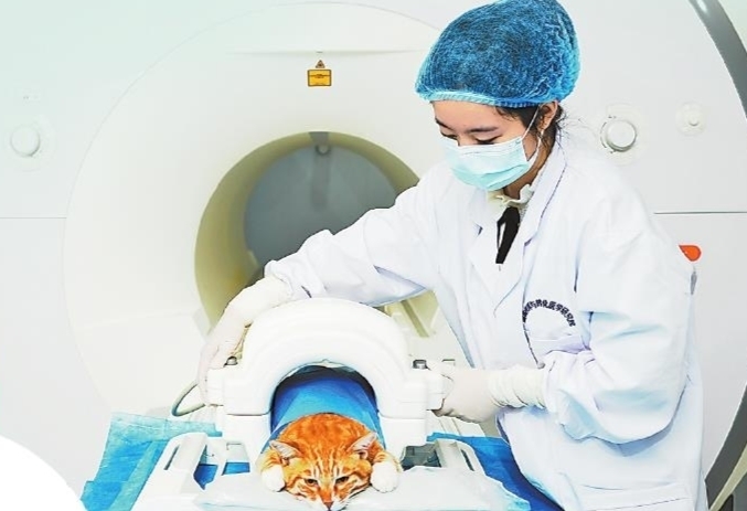 赣南创新与转化医学研究院研究人员正在对宠物进行健康检查。 (受访单位供图)