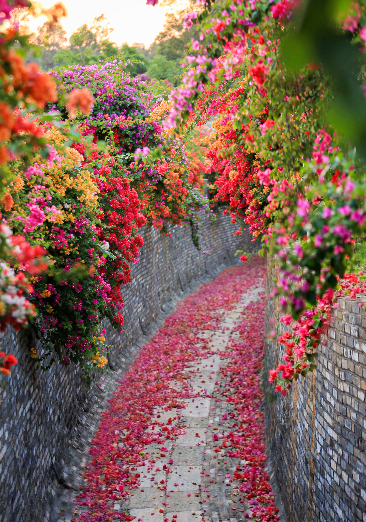 萌宠当家，花海为伴！广州马岭植物园成亲子露营打卡新热点