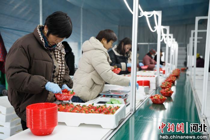 工人包装草莓。 赵端 摄