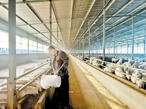 12月6日，在唐县雹水乡的北雹水肉羊集中养殖示范区，养羊户正在给肉羊喂饲料。 张志林摄