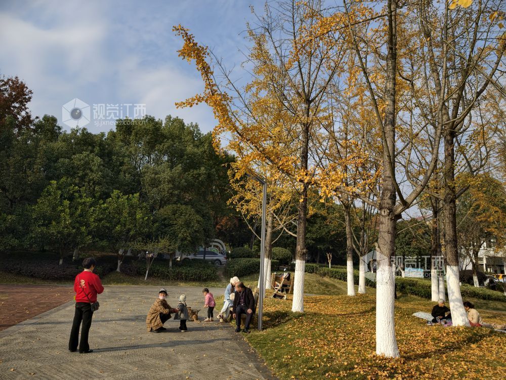 2025年12月6日，江西省分宜县钤山公园内，大小银杏树整齐排列，叶片在阳光的映照下闪烁着温暖的金色。慕名而来的游客和市民漫步其间，或驻足拍照，或与家人在落叶间嬉戏，尽享冬天的浪漫与惬意。