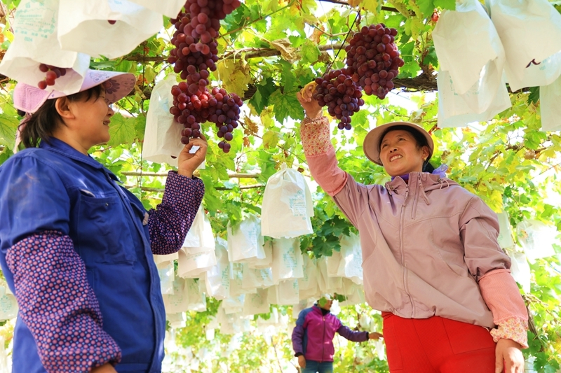 甘肃临泽甜蜜产业好丰景　开启冬日“萄”醉时光