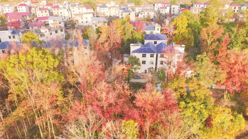 12月6日，永丰县佐龙乡棱溪村，色彩斑斓的树林与村庄相映成景，一幅冬日生态乡村画卷正徐徐展开。