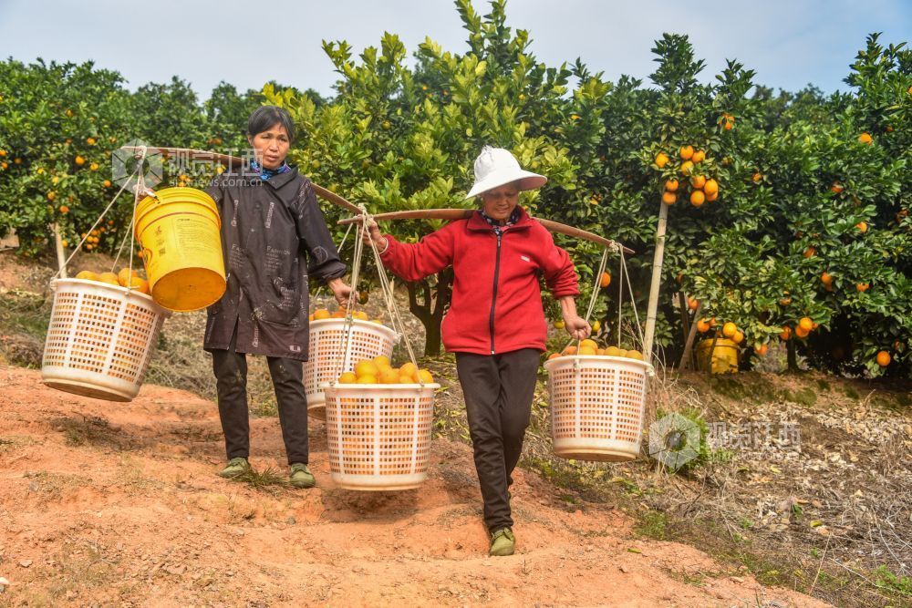 12月8日，江西省遂川县泉江镇大桥村“聚满源”农林综合生态园里， 农民在脐橙基地采摘脐橙。