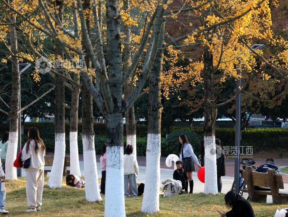 2025年12月6日，江西省分宜县钤山公园内，大小银杏树整齐排列，叶片在阳光的映照下闪烁着温暖的金色。慕名而来的游客和市民漫步其间，或驻足拍照，或与家人在落叶间嬉戏，尽享冬天的浪漫与惬意。