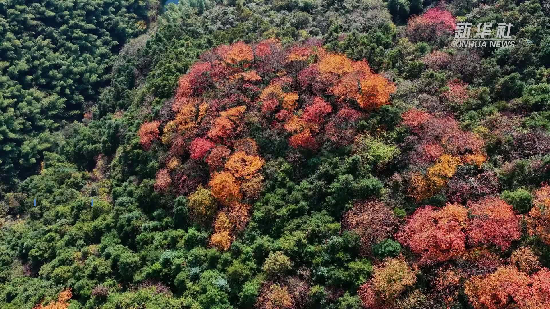 浙江天目山：彩林映盘山 一步一盛景