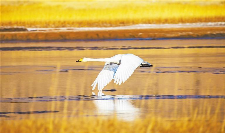 大天鹅飞掠水面　新甘肃·甘肃日报通讯员　孟根朝力