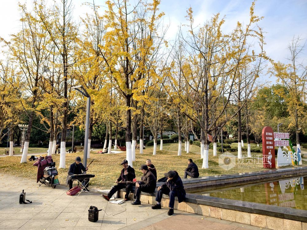 2025年12月6日，江西省分宜县钤山公园内，大小银杏树整齐排列，叶片在阳光的映照下闪烁着温暖的金色。慕名而来的游客和市民漫步其间，或驻足拍照，或与家人在落叶间嬉戏，尽享冬天的浪漫与惬意。