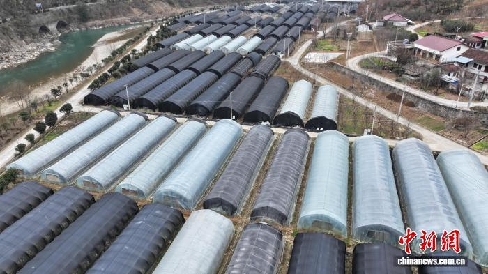 图为陕西留坝的香菇大棚。　刘玉婷 摄