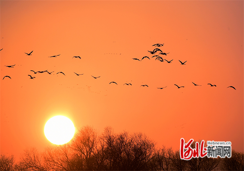 12月16日，傍晚，一群灰鹤在张家口市怀来县官厅水库国家湿地公园迎着太阳展翅飞舞。