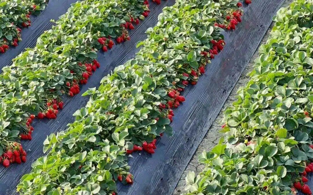 临河示范园草莓采摘体验区