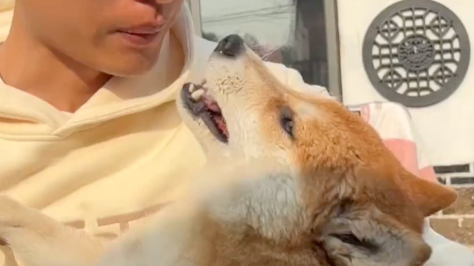 网红小狗“小柴佩奇”中毒身亡，狗主人发文