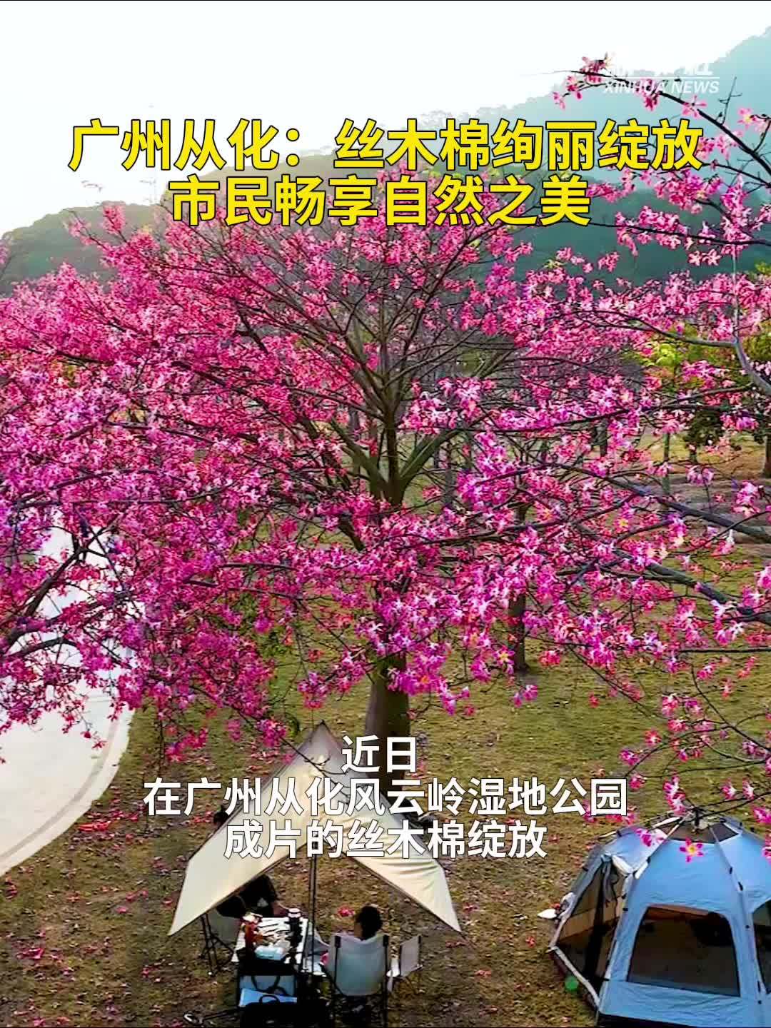 秀我中国｜广州从化：丝木棉绽放，市民畅享自然之美