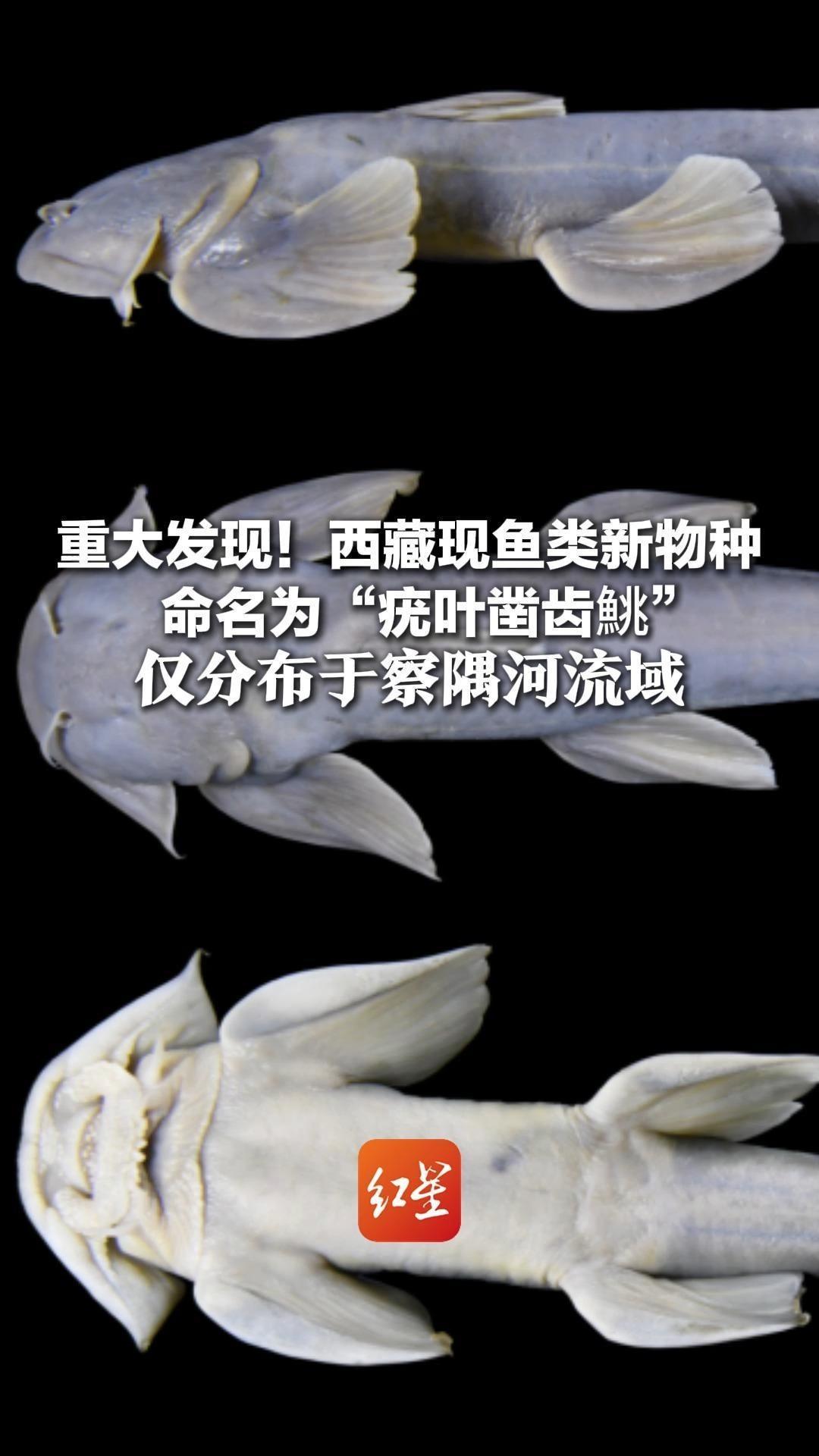 重大发现！西藏现鱼类新物种 命名为“疣叶凿齿鮡”仅分布于察隅河流域 为喜马拉雅鱼类系统进化研究提供基础