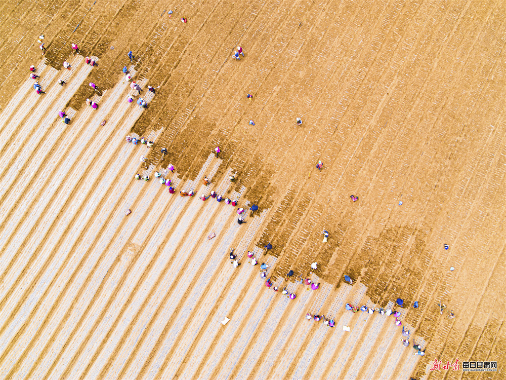 春播希望别样景