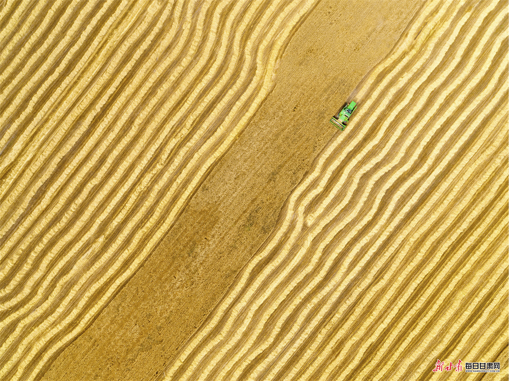 遍地金黄 丰收色彩