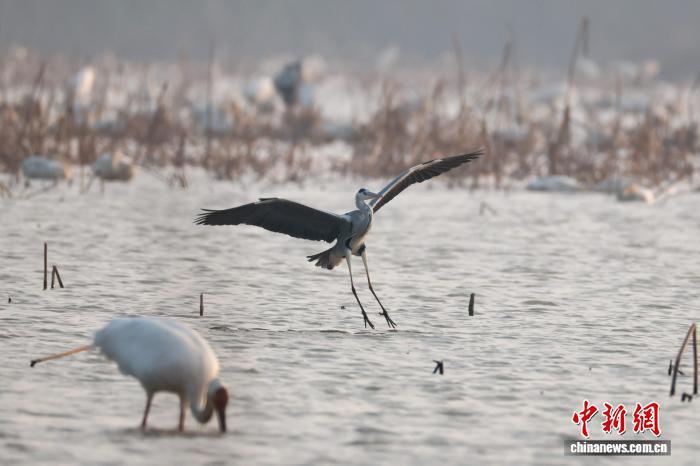 南昌：成群候鸟鄱阳湖畔栖息觅食（图）