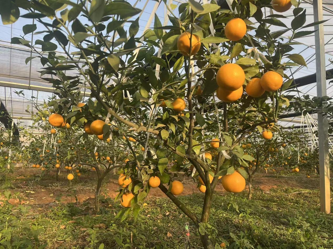 从“果园”到“致富园”九江庐山市华林村靠金果解锁乡村振兴新密码