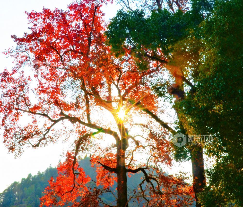 江西永新：冬日红枫扮靓红色景区（图）