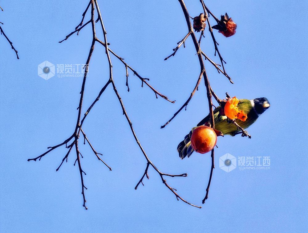 2025年12月14日，江西省分宜县钤山镇龙源村，数只领雀嘴鹎在挂满柿子的枝头穿梭、嬉戏觅食，形成冬季里一抹灵动温暖的风景。
