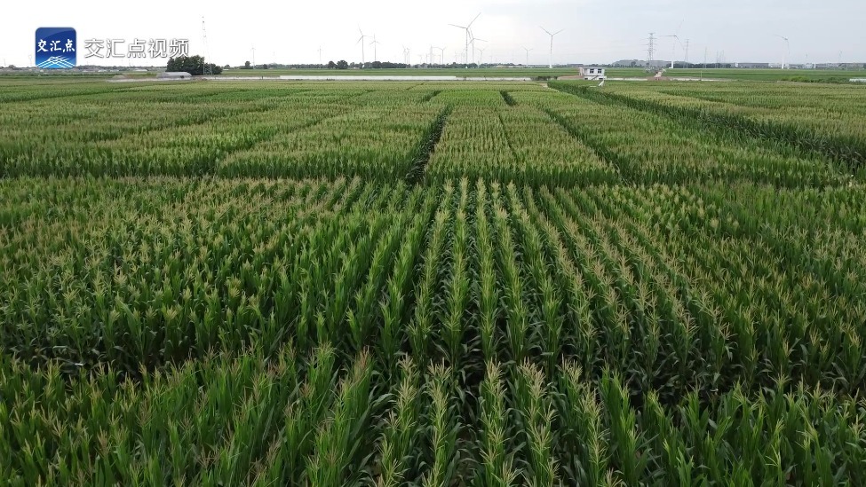 经济大省挑大梁·高手在“民”间｜五谷丰登，诠释何以“新鲁商”