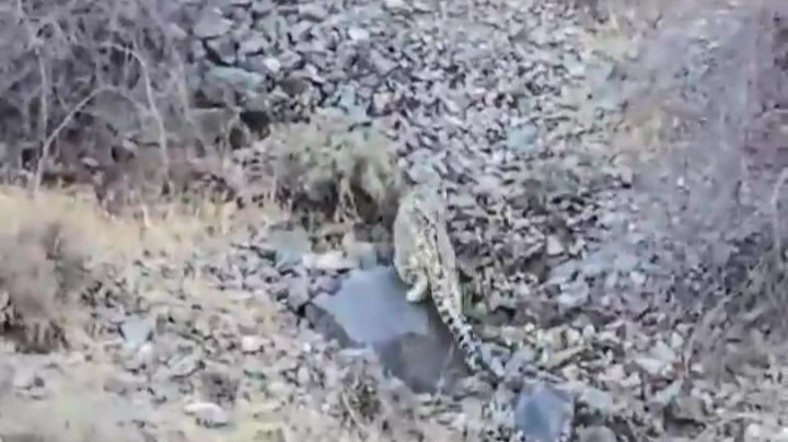 巡护偶遇雪豹　祁连山保护区工作人员记录珍贵影像