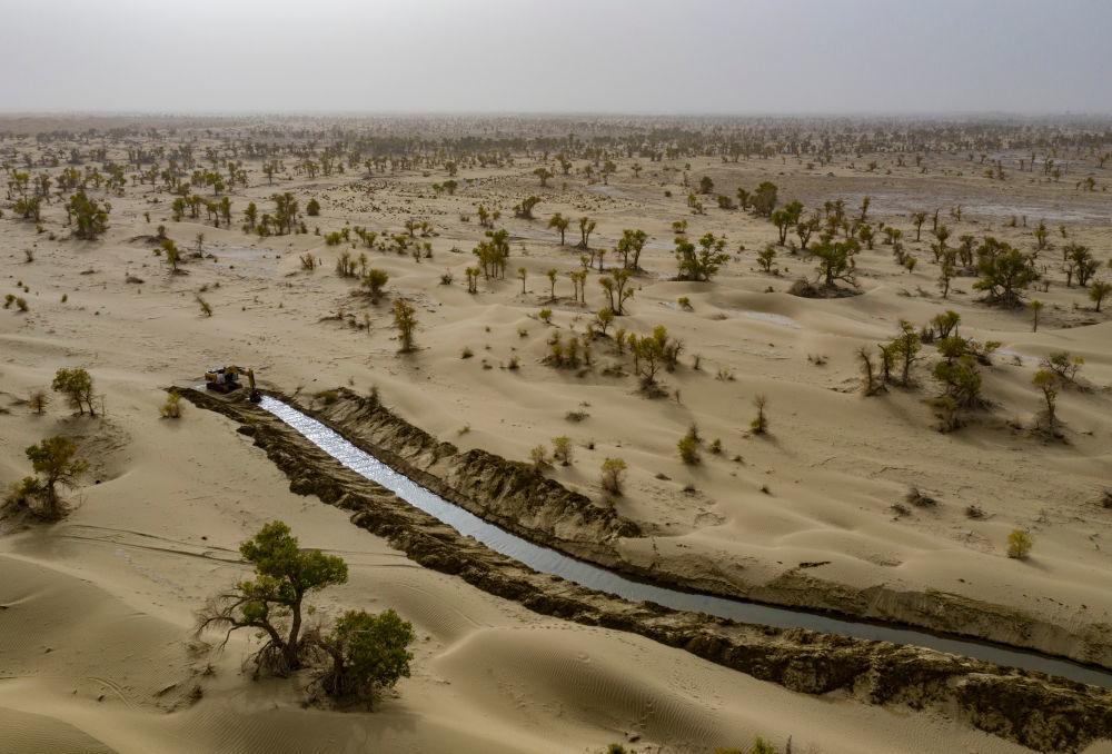 这是2025年9月19日在新疆巴音郭楞蒙古自治州尉犁县境内的塔克拉玛干沙漠拍摄的人工挖掘的引洪补水生态渠（无人机照片）。