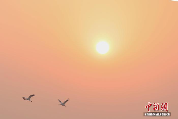 南昌：成群候鸟鄱阳湖畔栖息觅食（图）