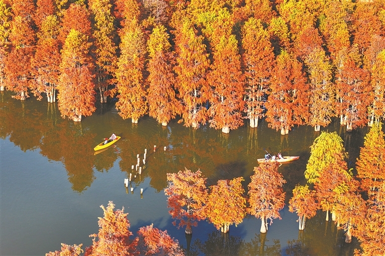 南昌县：红杉映水 轻舟入画（图）