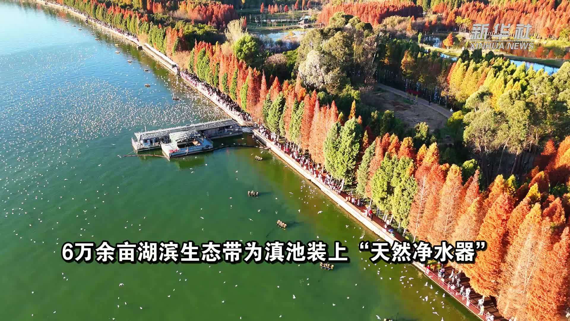6万余亩湖滨生态带为滇池装上“天然净水器”